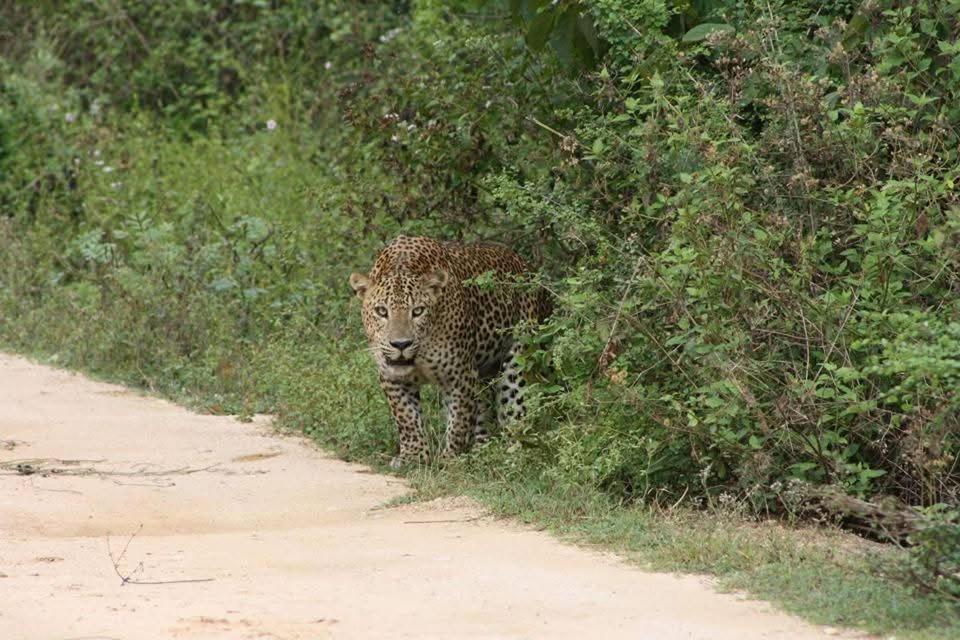 Nature Lovers Safari & Villa Udawalawe Exterior foto